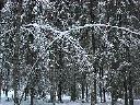Joulukuu 1998